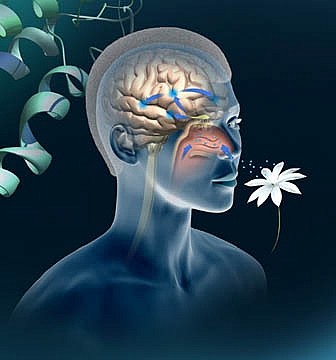 Ароматический эффект - запах имеет прямую связь с мозгом